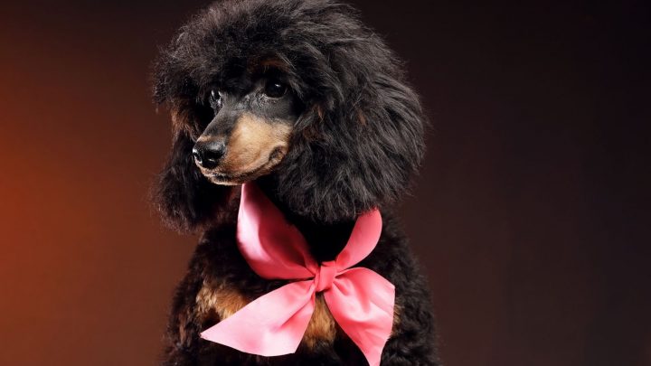 Phantom Poodle – The color and beyond