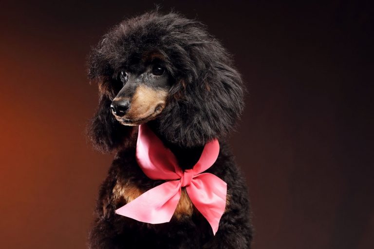 phantom poodle in a dark room with pink ribbon