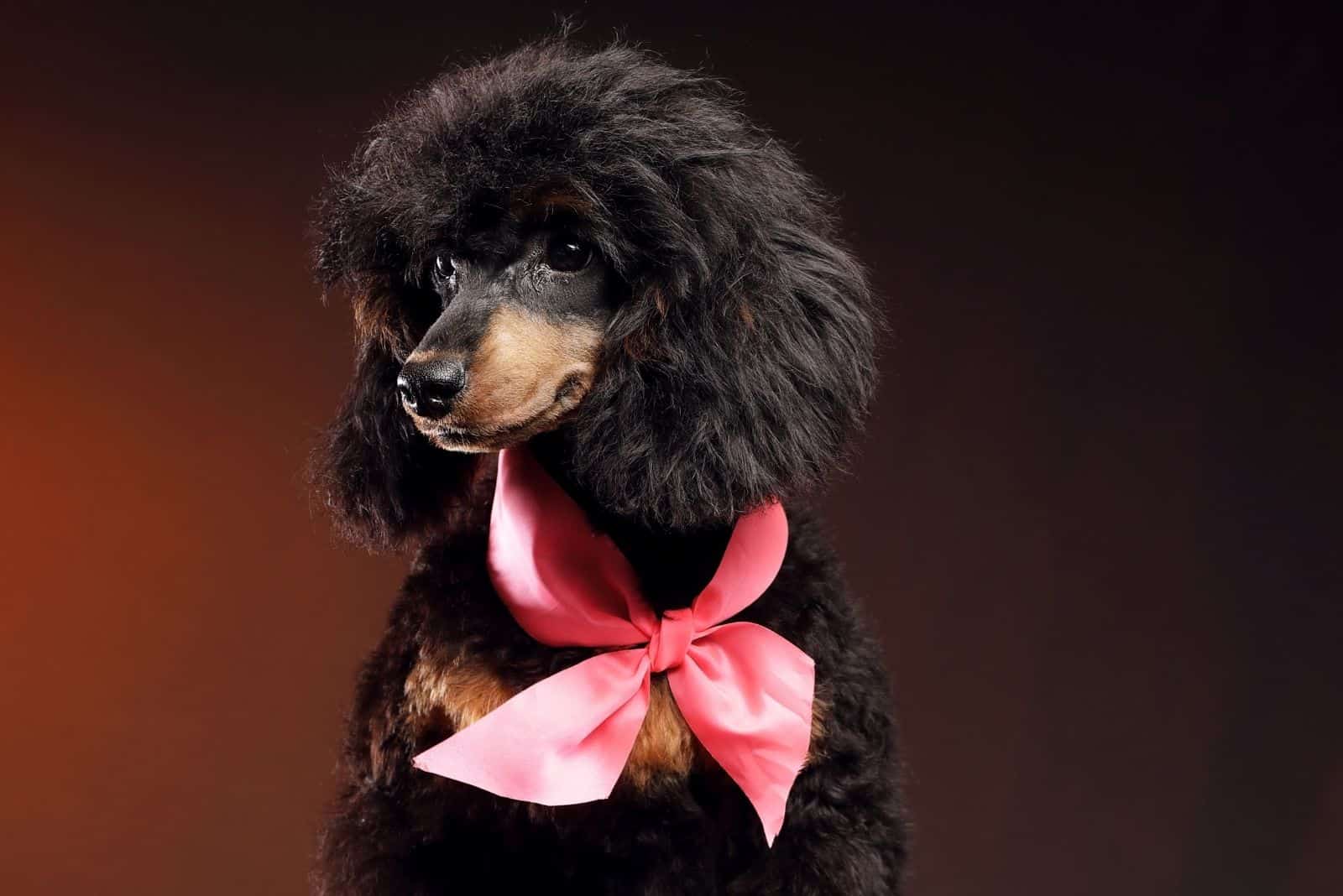 Phantom Poodle – The Color And Beyond
