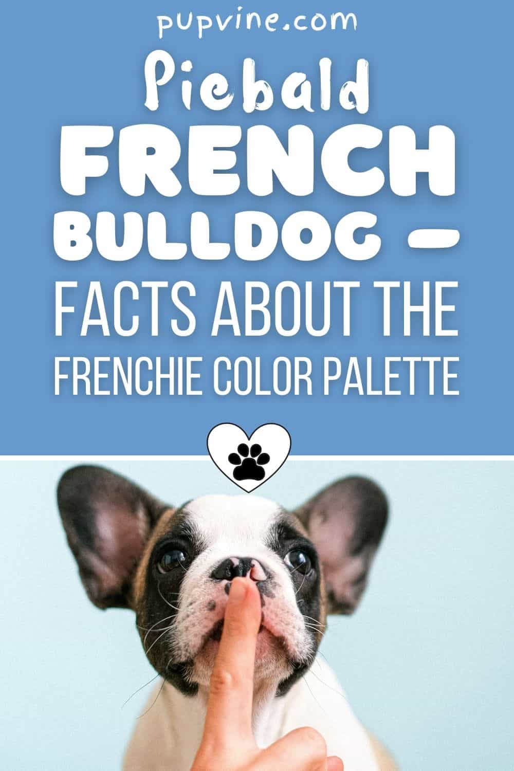 Piebald French Bulldog – Facts About The Frenchie Color Palette