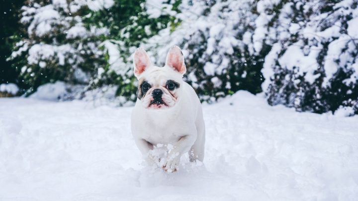 Piebald French Bulldog: A Word On Frenchie Color Palette