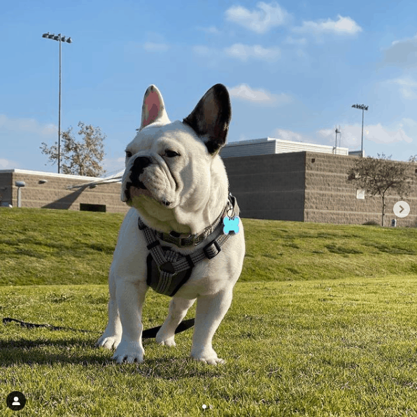 Piebald French Bulldog outside