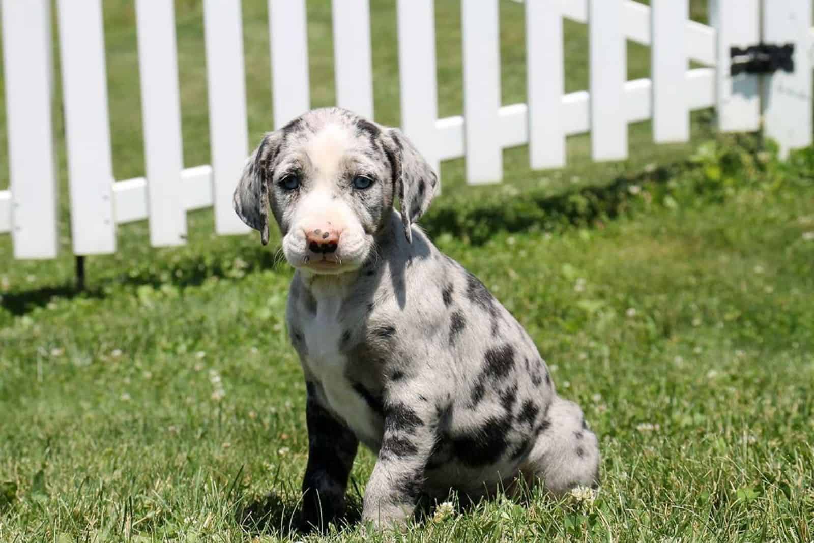 Pitahoula Puppies is sitting in the grass