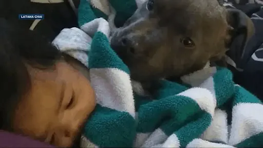 Pitbull Saves Baby 1