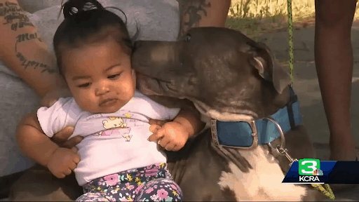 Pitbull Saves Baby 2
