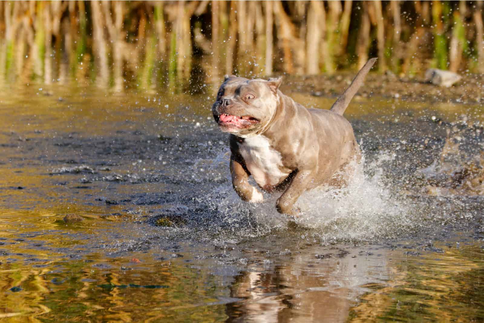 Pitbull, bulldog mixed dog running through the water