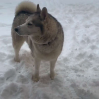 dog in snow