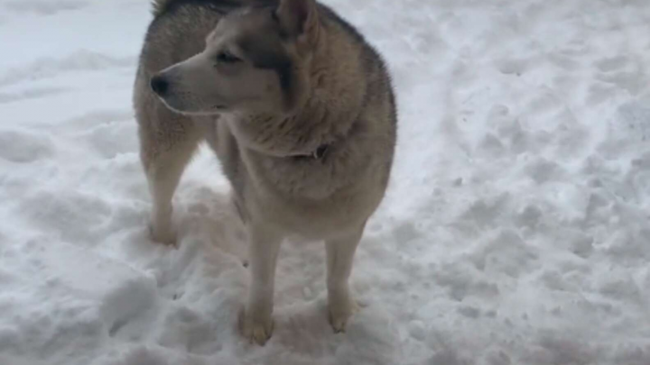 Playtime Over: Dog Says “No” When His Mom Calls Him Inside
