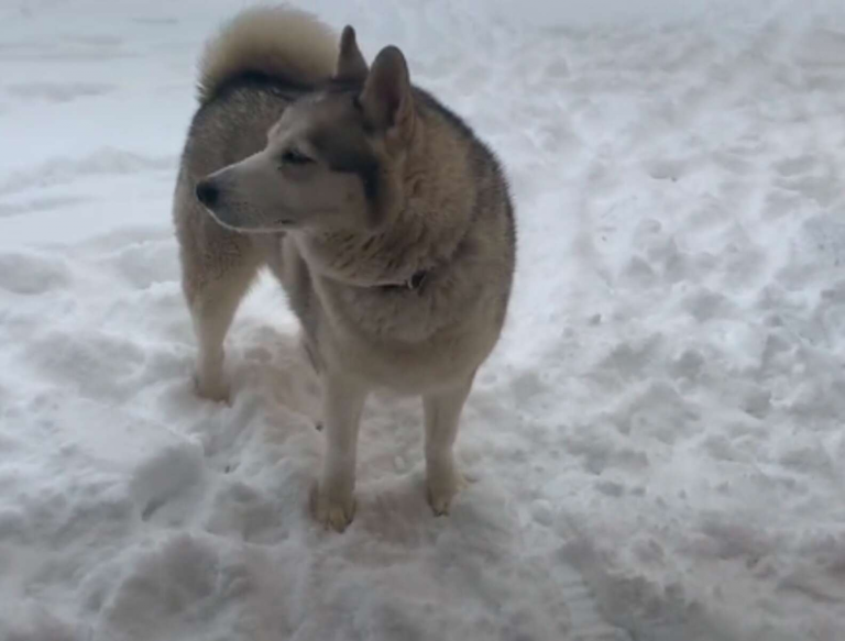 dog in snow