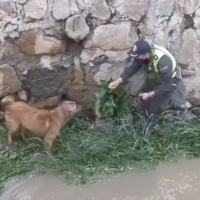 Police Officers Saved A Pup
