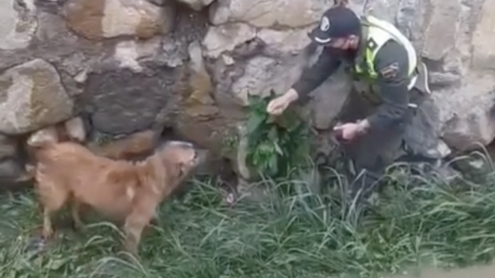 Video: How These Police Officers Saved A Pup With A Little Help From His Friend
