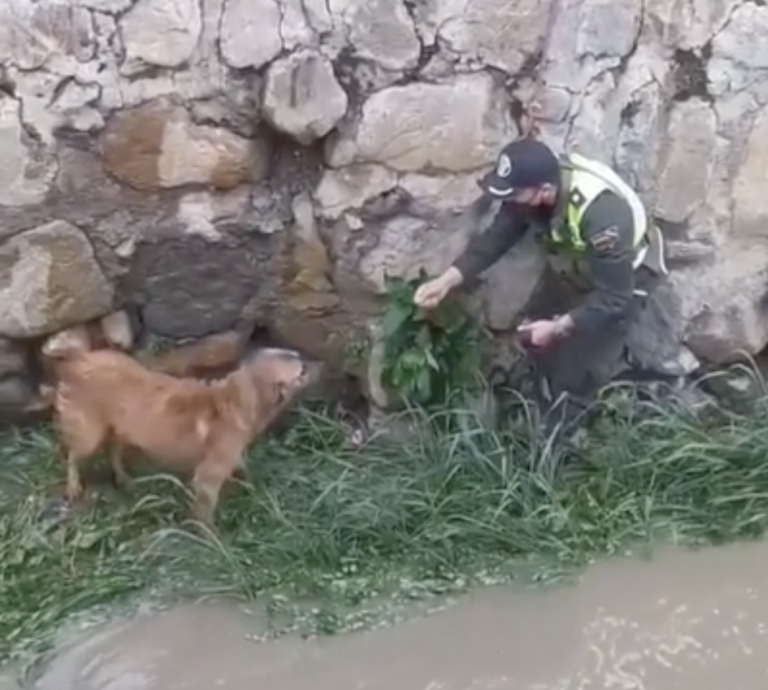 Police Officers Saved A Pup