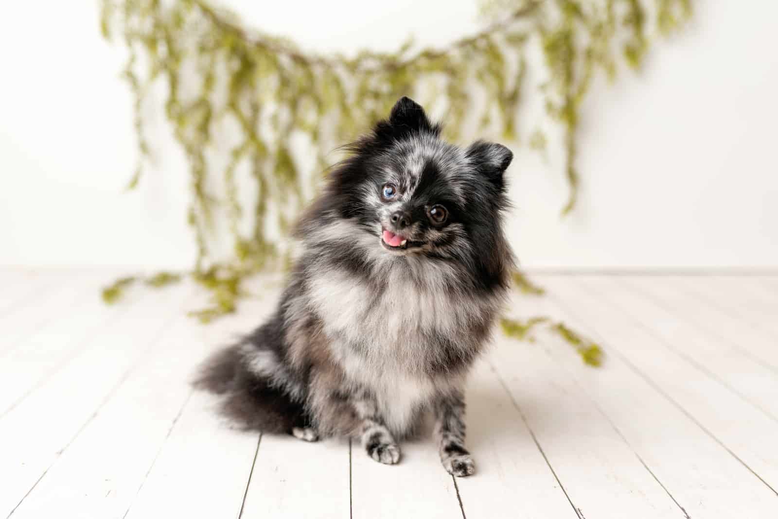 Pomeranian Merle