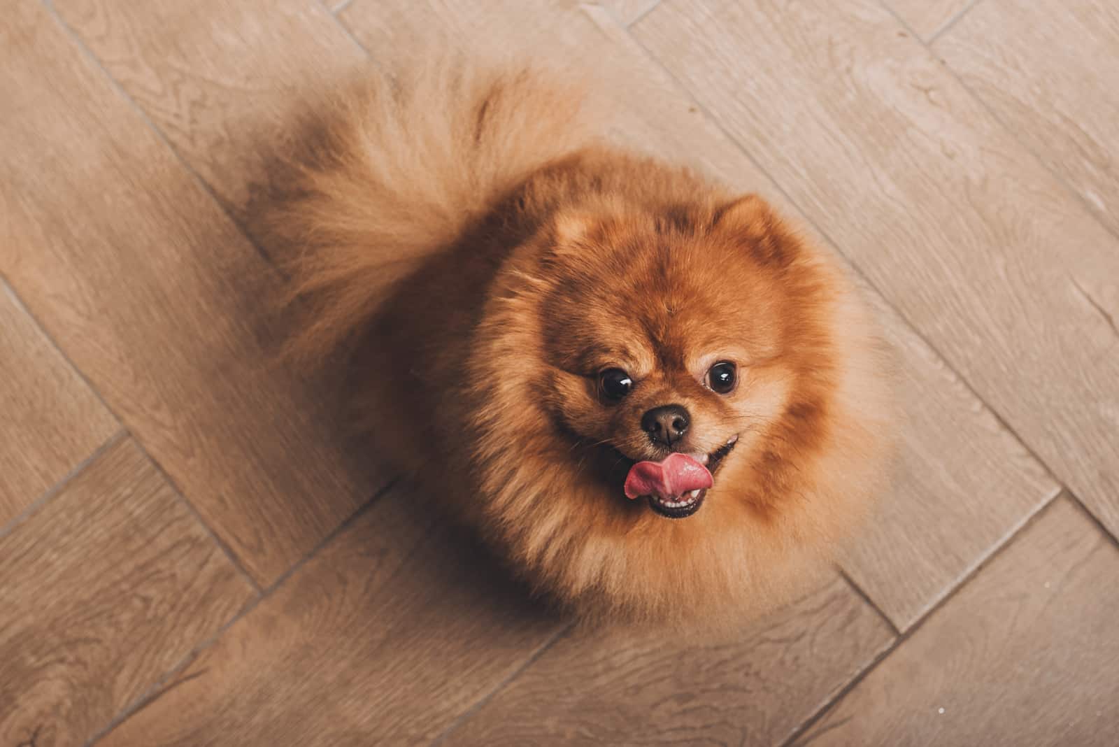 Pomeranian sitting on wooden floor with tongue out