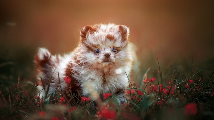 Merle Pomeranian: Everything About This Gorgeous Pooch