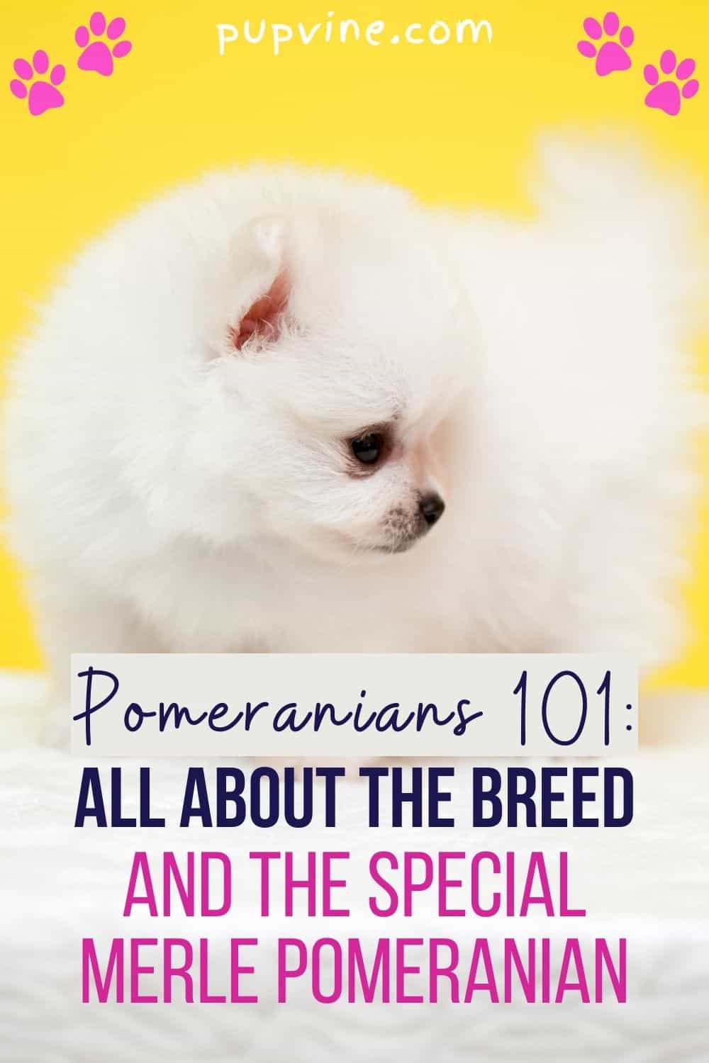 Pomeranians 101: All About The Breed And The Special Merle Pomeranian