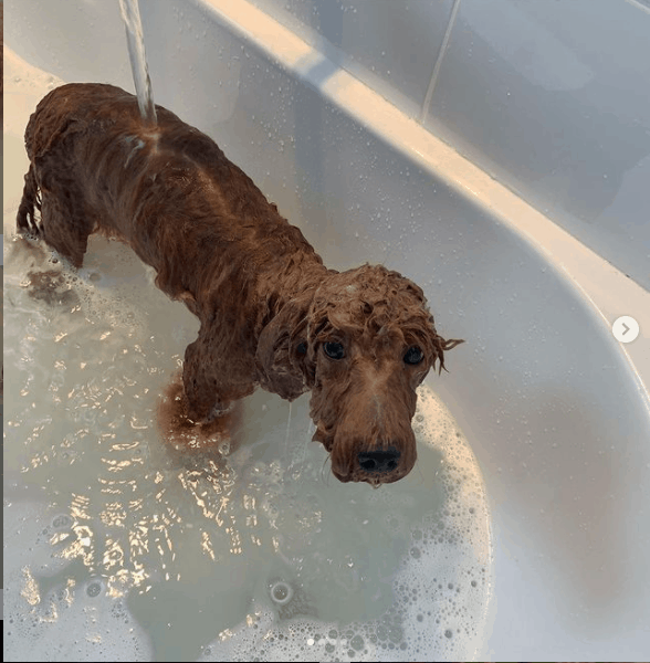Poodles taking a bath