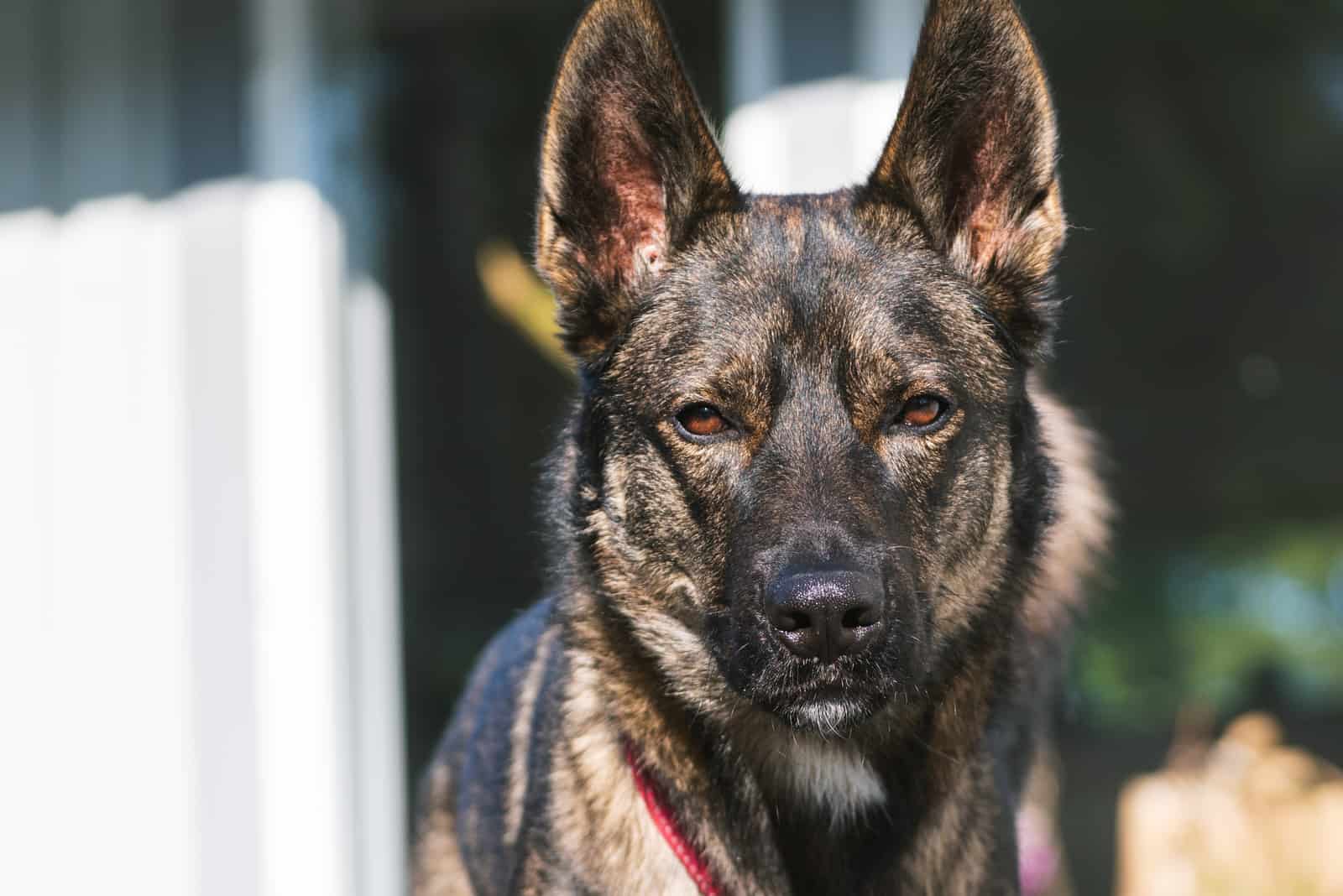 Portrait husky shepherd