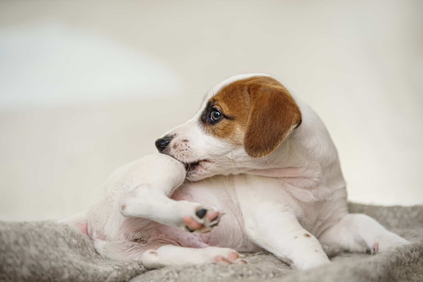 Puppy Jack russell scratching himself