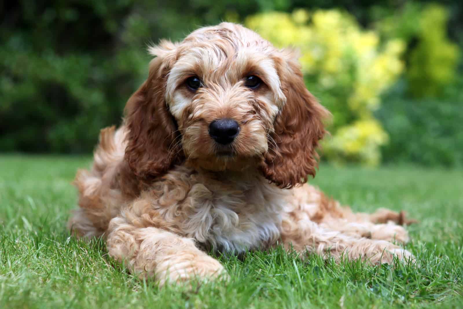 Puppy cockapoo poses for portrait in garden