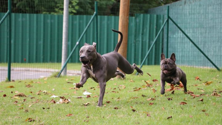 Raising A French Bulldog Pitbull Mix: A Guide Worth Reading