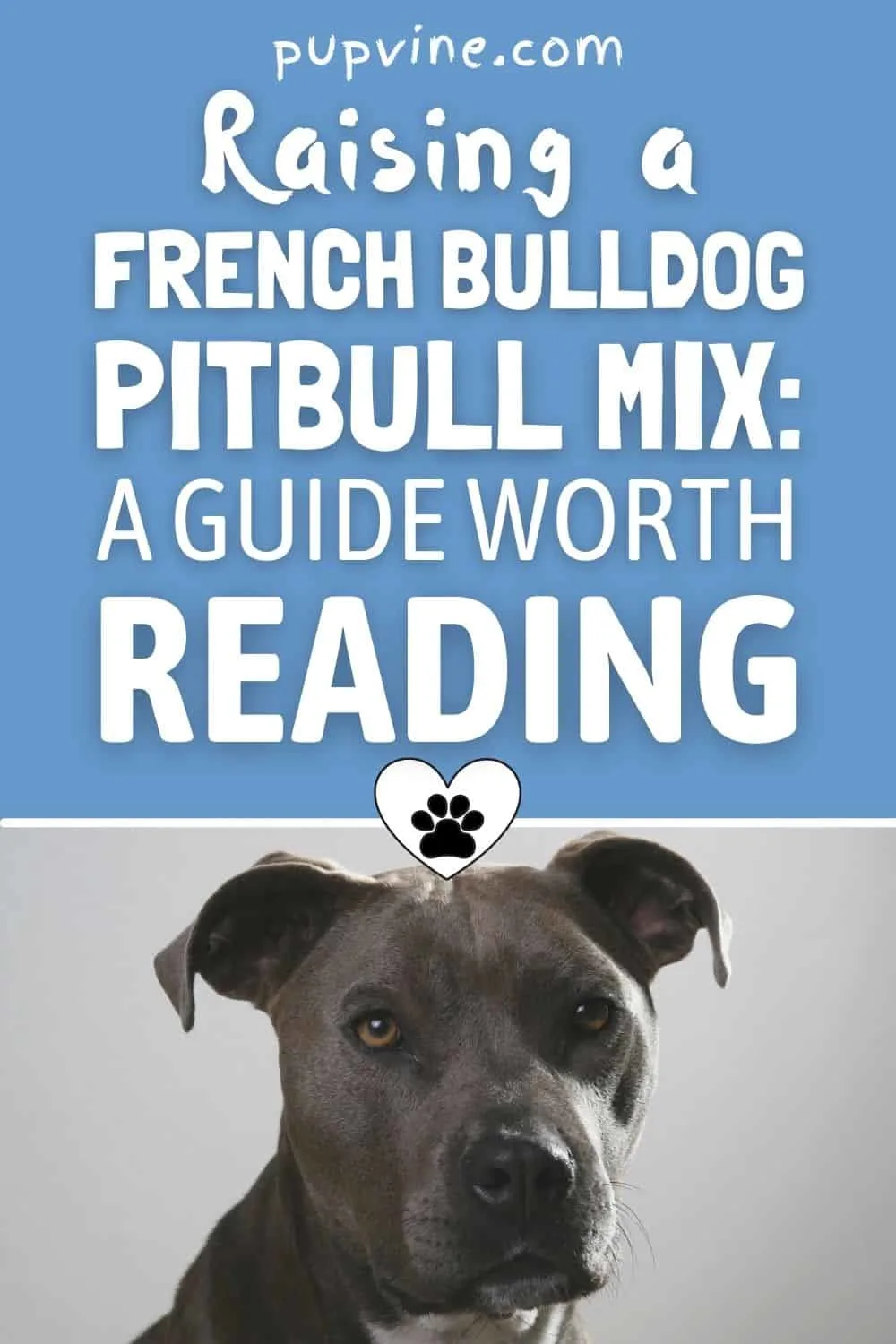 Raising A French Bulldog Pitbull Mix: A Guide Worth Reading