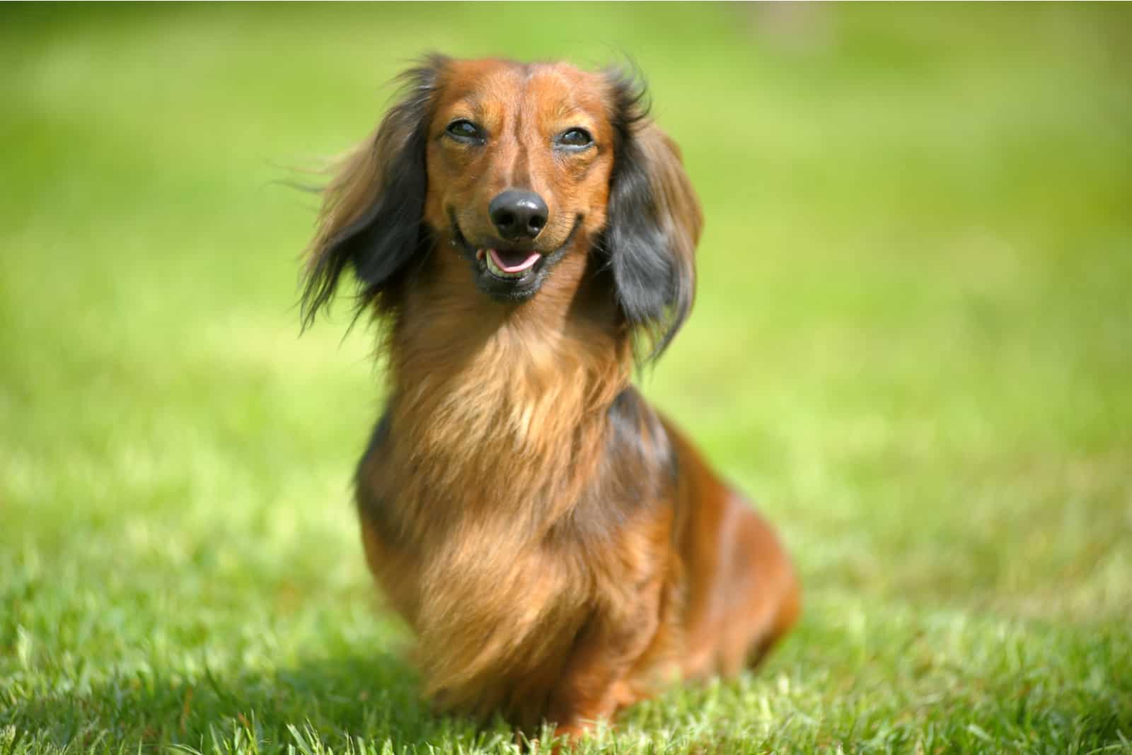 Red Long-Haired Dachshund on the Grass