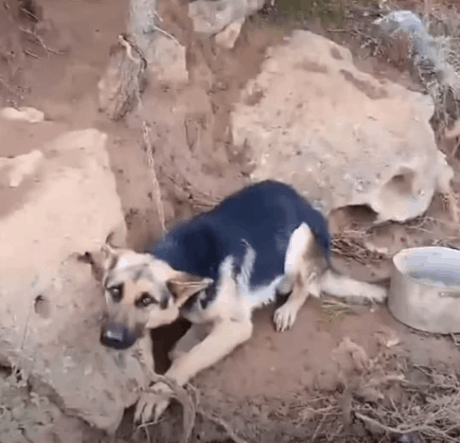 Rescuers Save A Dog Chained To A Tree