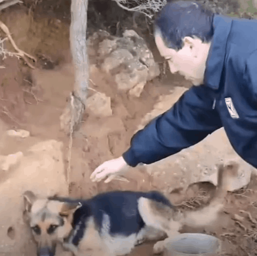 Rescuers Save A Dog Chained To A Tree