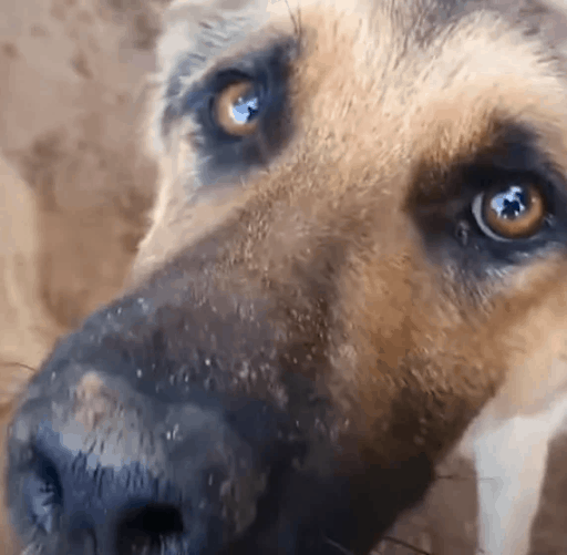 Rescuers Save A Dog Chained To A Tree