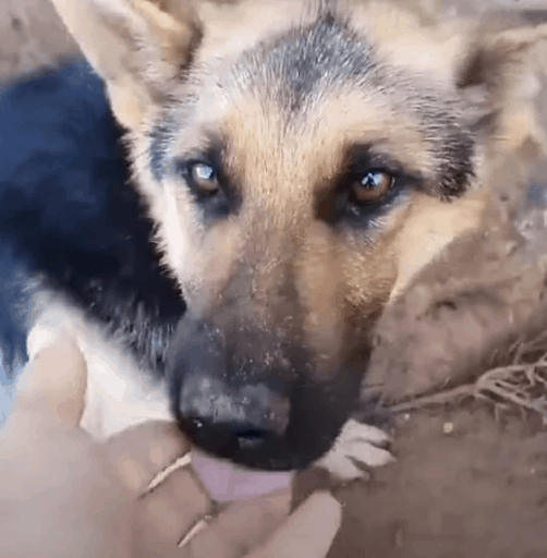 Rescuers Save A Dog Chained To A Tree