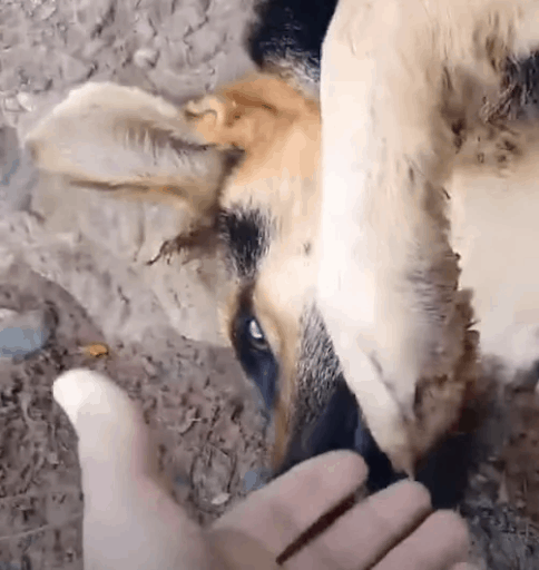 Rescuers Save A Dog Chained To A Tree