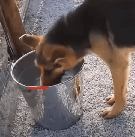 Rescuers Save A Dog Chained To A Tree