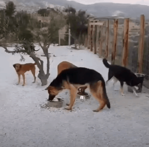 Rescuers Save A Dog Chained To A Tree