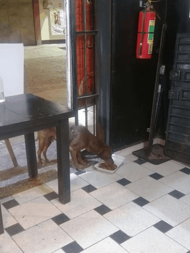 Restaurant Owner Prepares Free Meals 1