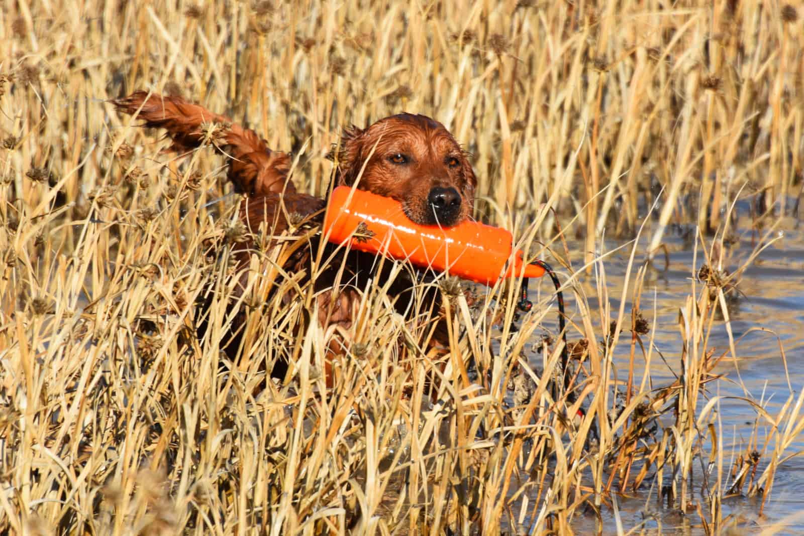 Retriever training in the water