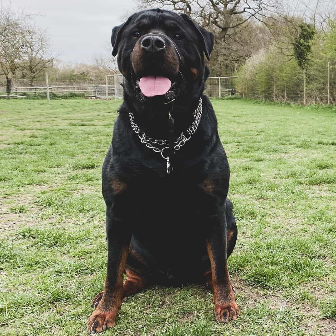 Rottweiler sitting outside