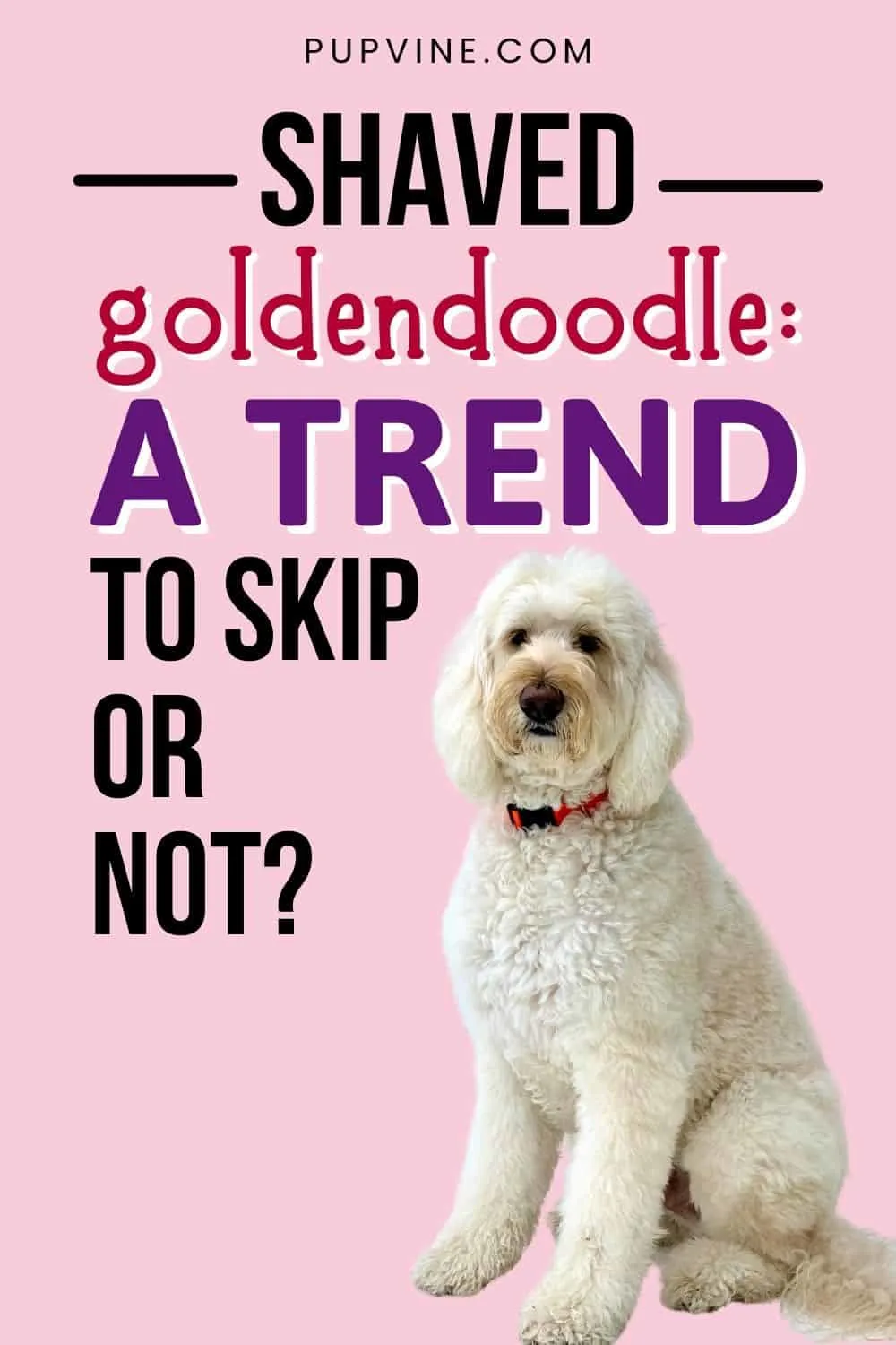 Shaved Goldendoodle: A Trend To Skip Or Not?