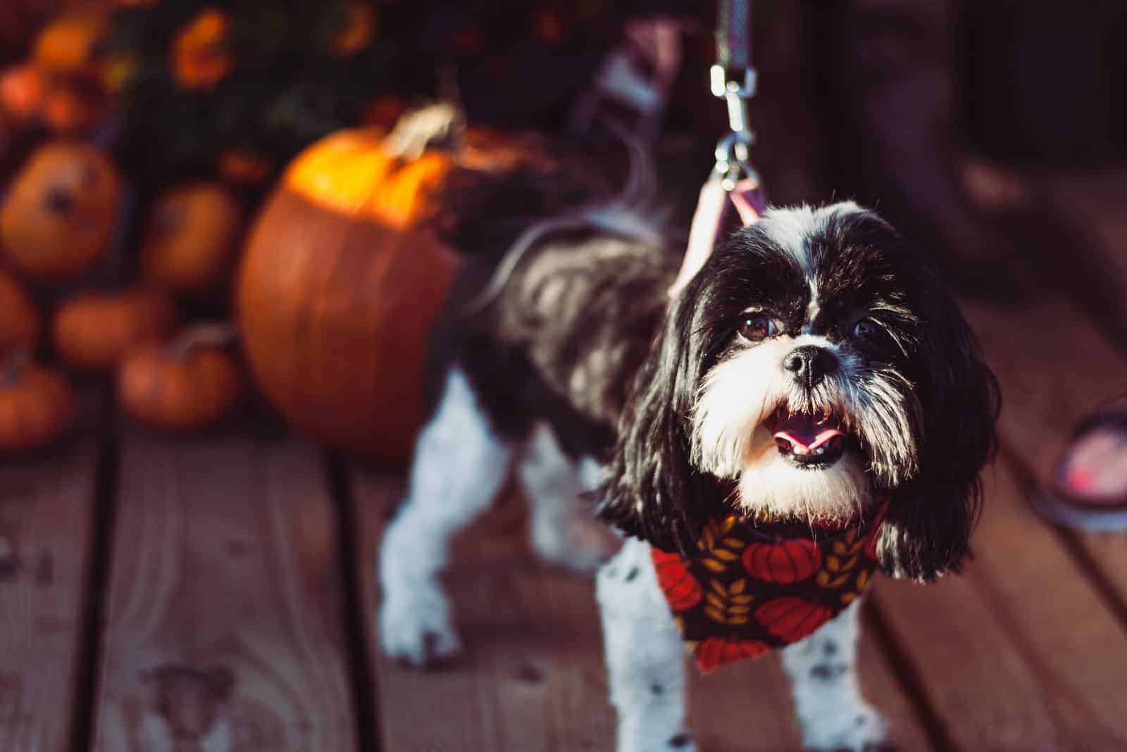 Shih Tzu stands on a wooden base