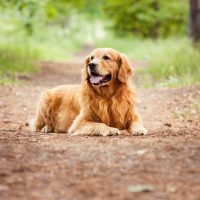 golden retriever in nature