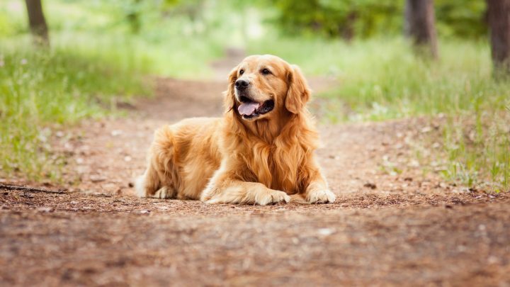 Why Is The Show Golden Retriever Special & Should You Get One?