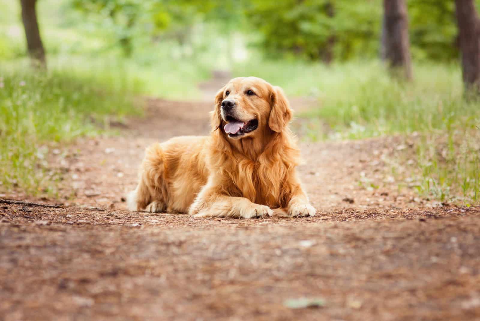 Why Is The Show Golden Retriever Special & Should You Get One?