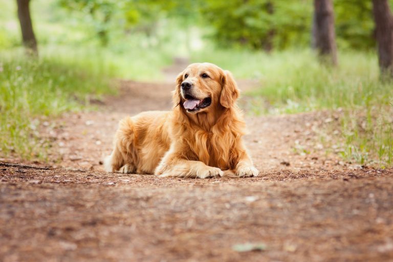 golden retriever in nature