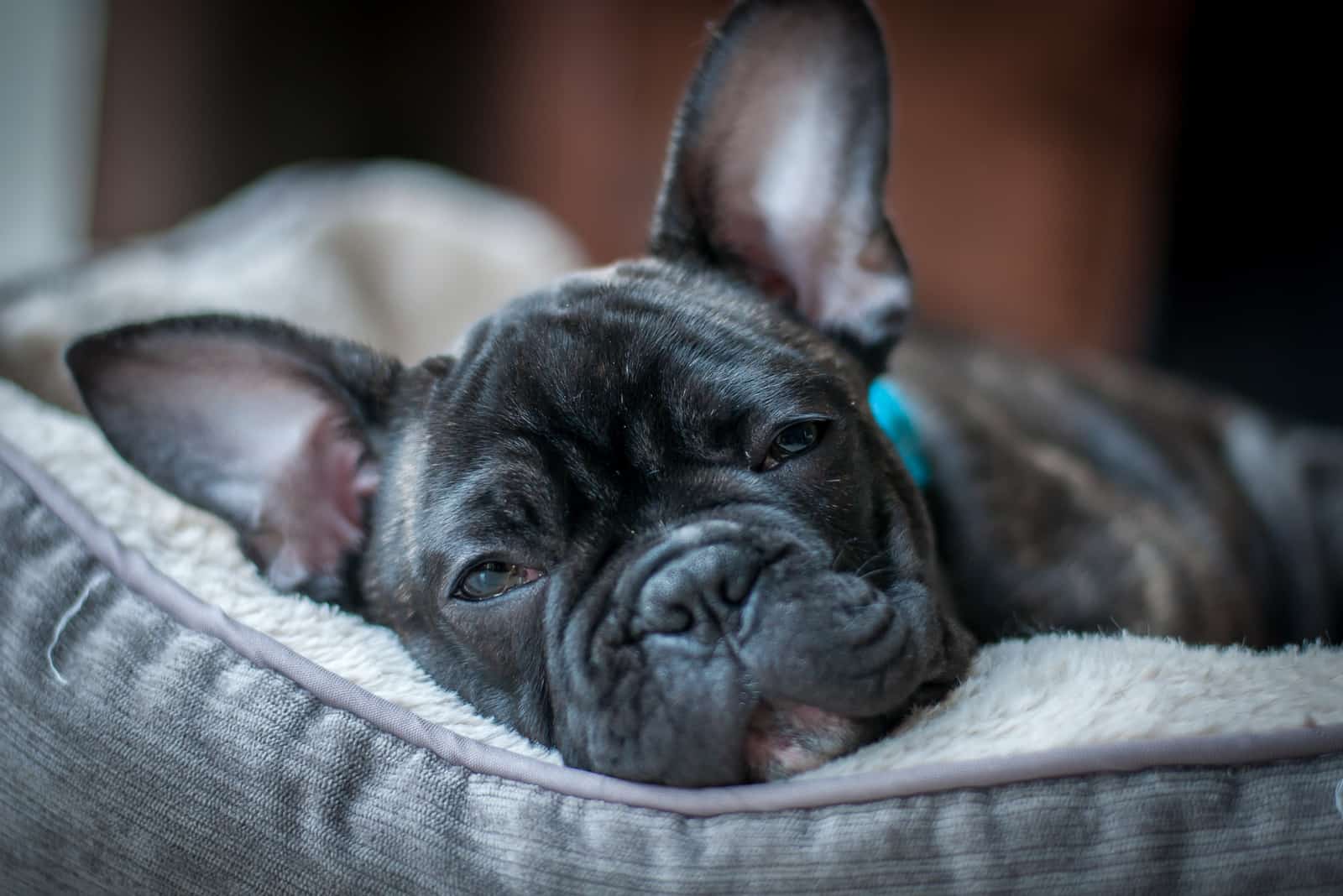 Sleepy French Bulldog