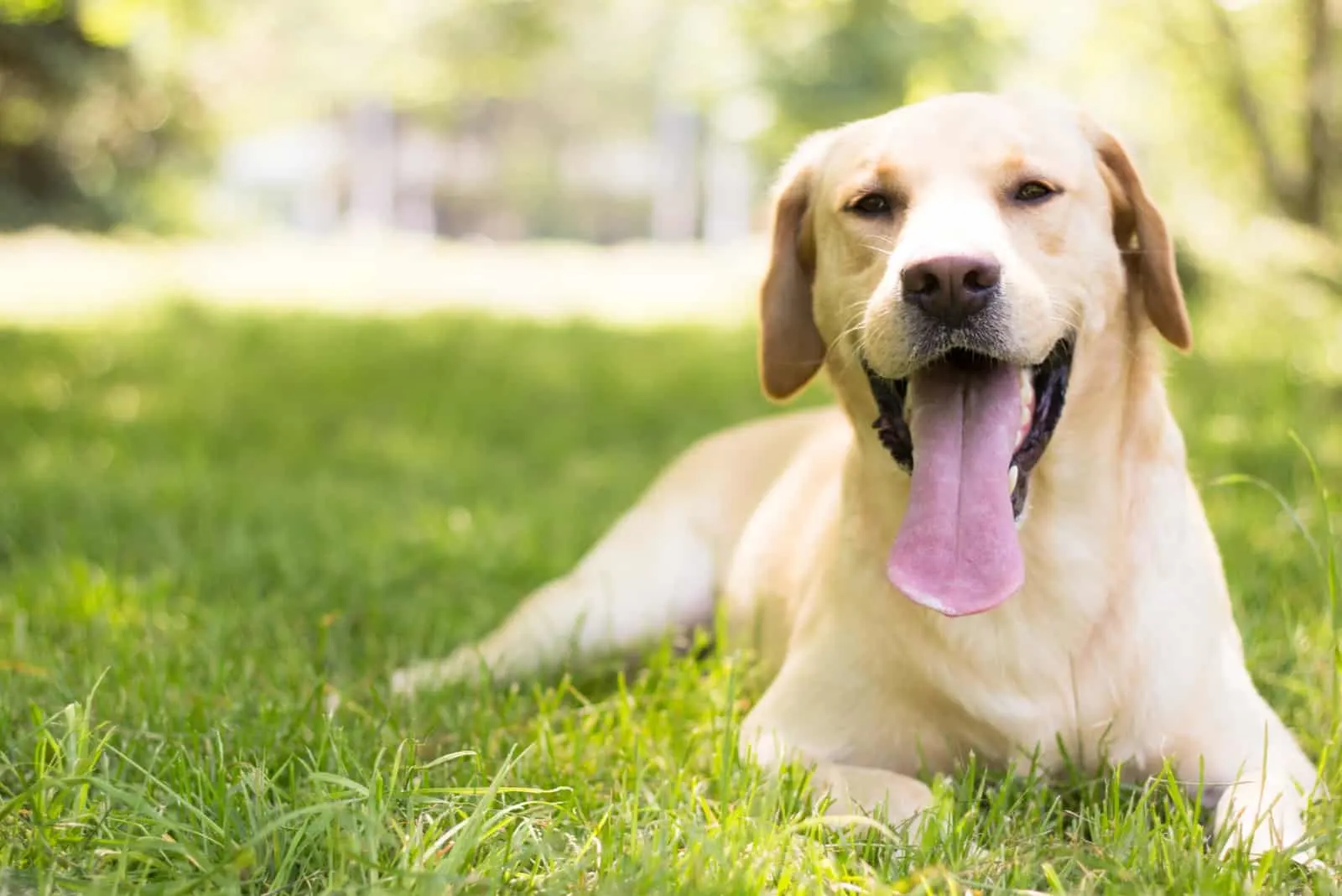 Smiling Labrador lies on the grass