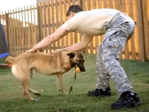 Soldier Adopts A “Scary” Dog