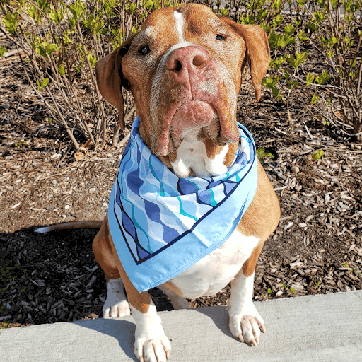 Special Needs Dog Gets Adopted By Town