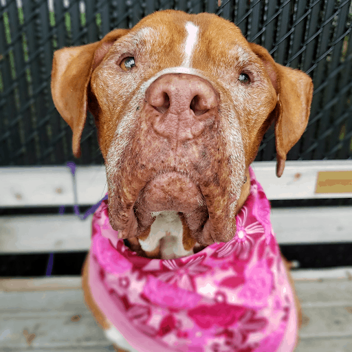 Special Needs Dog Gets Adopted By Town