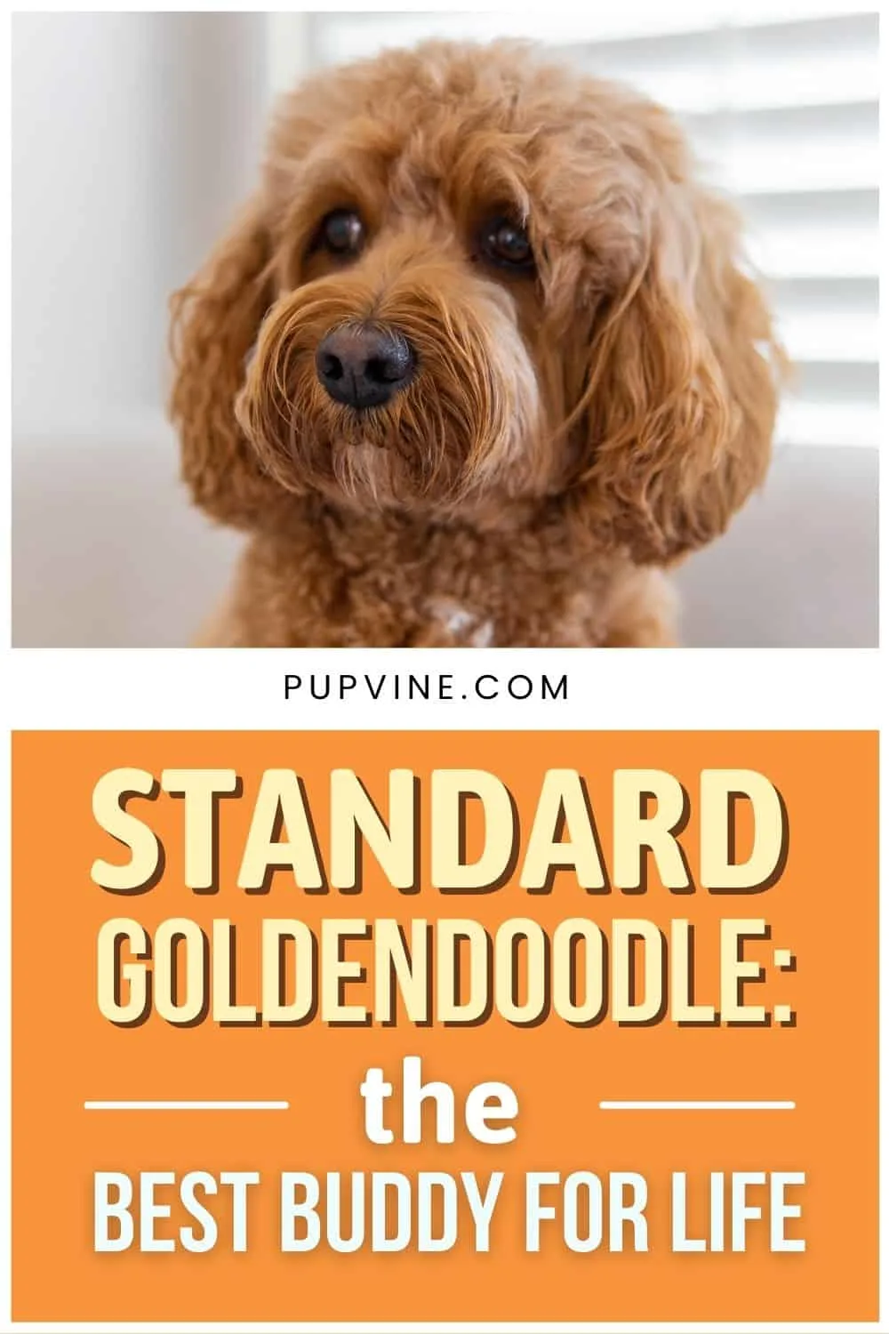 Standard Goldendoodle The Best Buddy For Life