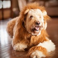 goldendoodle dressed in lion dress lying down on the floor